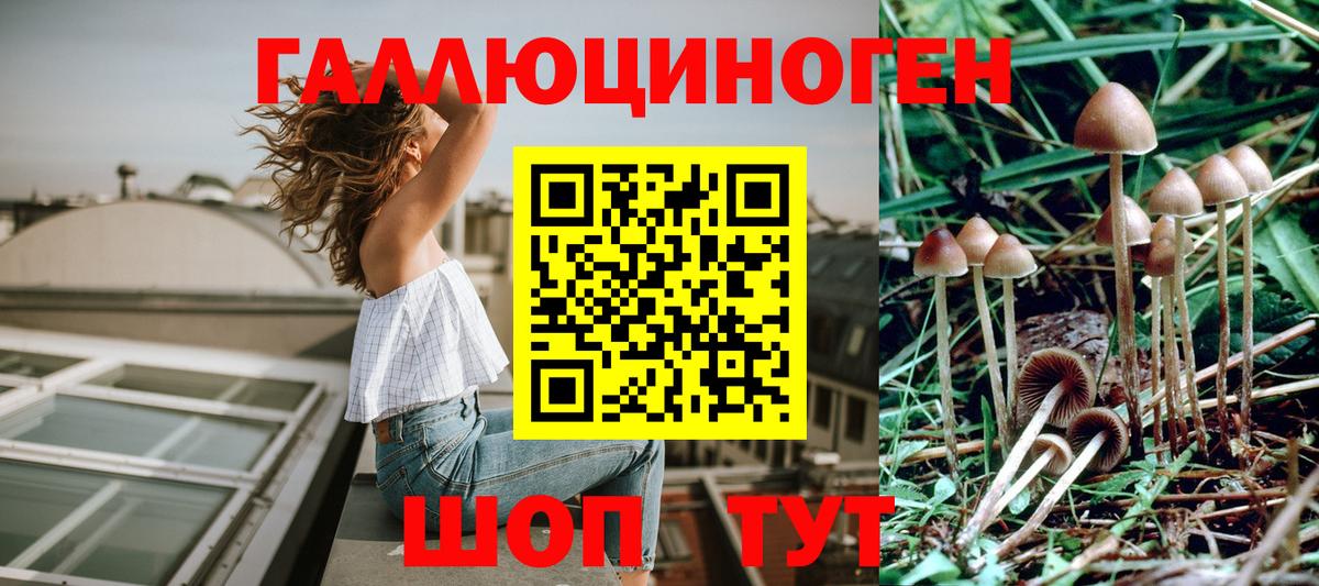 Галлюциногенные грибы Psilocybine cubensis Мурино
